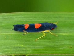 Pachitea subflava