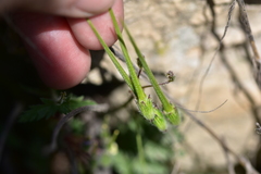 Erodium acaule
