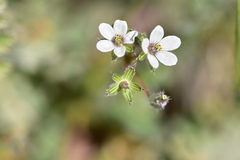 Erodium acaule