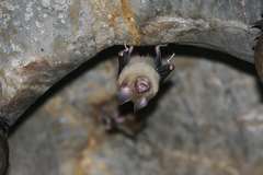 Hipposideros lylei