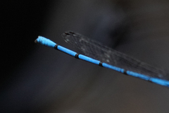 Argia cupraurea