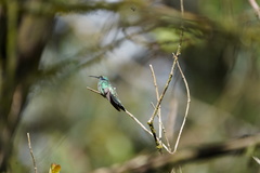 Colibri cyanotus