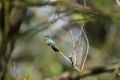Colibri cyanotus