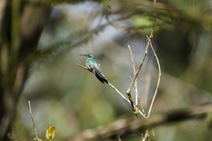 Colibri cyanotus