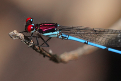 Argia cupraurea