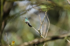 Colibri cyanotus