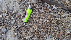 Sylvilagus cunicularius