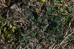 Potentilla hirta