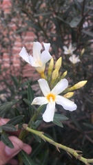 Nerium oleander