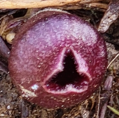 Hexastylis rhombiformis