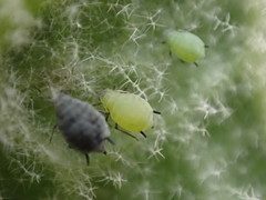 Aphis verbasci