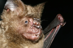 Hipposideros armiger
