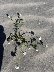 Cryptantha arenophila