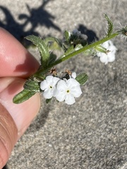 Cryptantha arenophila