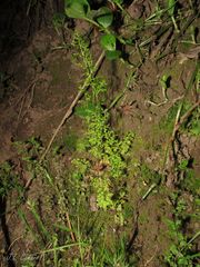 Anogramma leptophylla