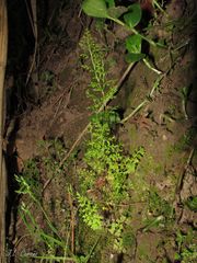 Anogramma leptophylla