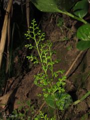 Anogramma leptophylla