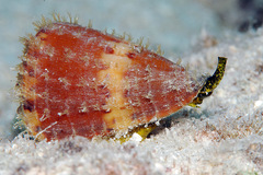 Conus capitaneus