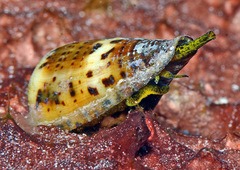 Conus capitaneus