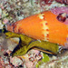 Conus capitaneus - Photo (c) uwkwaj, algunos derechos reservados (CC BY-NC), subido por uwkwaj