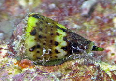 Conus capitaneus