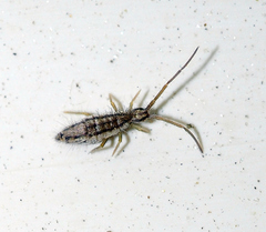 Orchesella quinquefasciata
