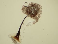 Paradiacheopsis rigida