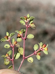 Euphorbia pondii