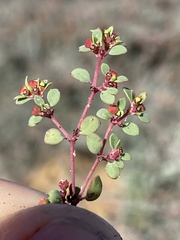 Euphorbia pondii