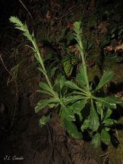 Anarrhinum duriminium