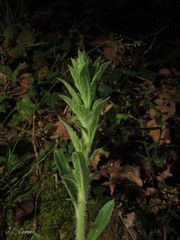 Anarrhinum duriminium