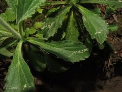 Anarrhinum duriminium