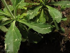 Anarrhinum duriminium