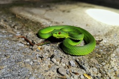 Trimeresurus popeiorum