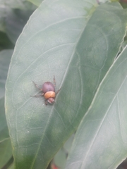 Canthon triangularis