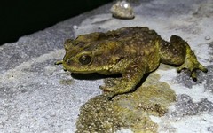 Duttaphrynus stuarti