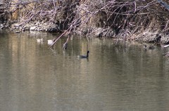 Fulica americana