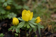 Eranthis