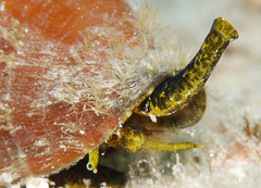 Conus capitaneus