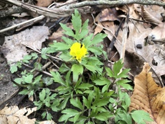 Ranunculoideae