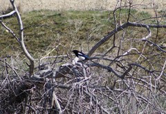 Pica hudsonia