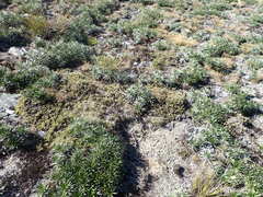 Pimelea oreophila