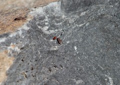Boisea rubrolineata