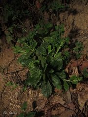 Anarrhinum duriminium