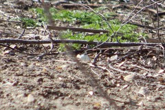 Pieris rapae