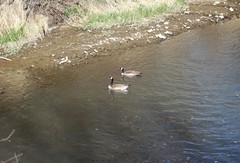 Branta canadensis