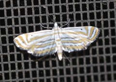 Parapoynx villidalis