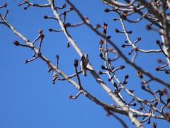 Dryobates pubescens