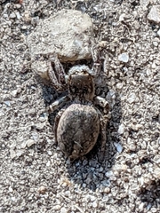 Habronattus pyrrithrix