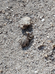 Habronattus pyrrithrix